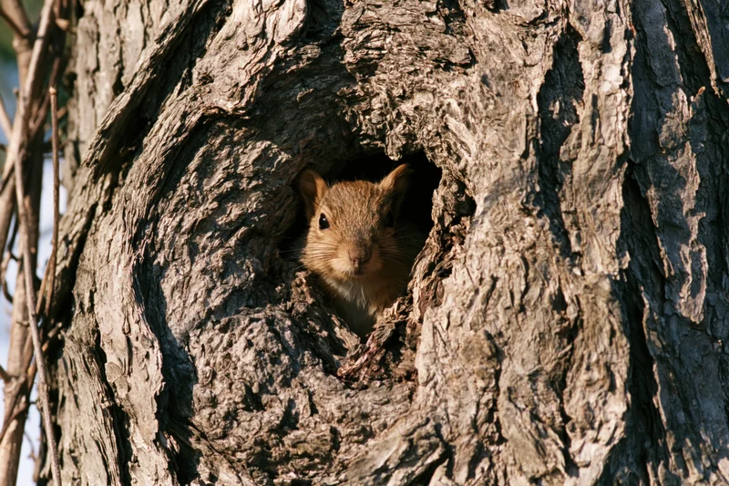 Squirrel peeking from hollow in tree trunk