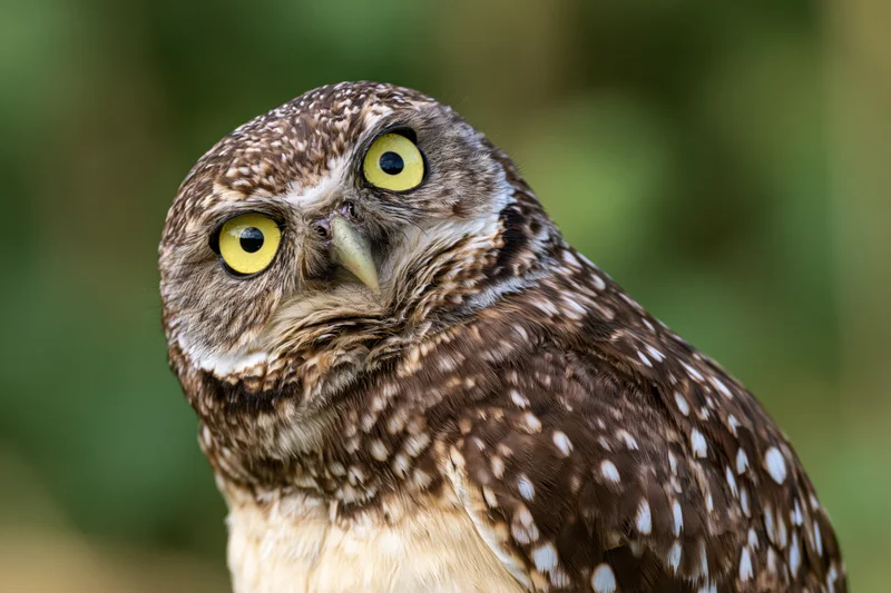 Burrowing owl tilting head sideways in natural setting