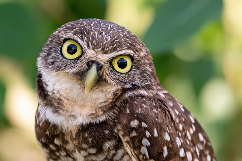 Burrowing owl tilting head sideways in natural outdoor setting with green foliage background
