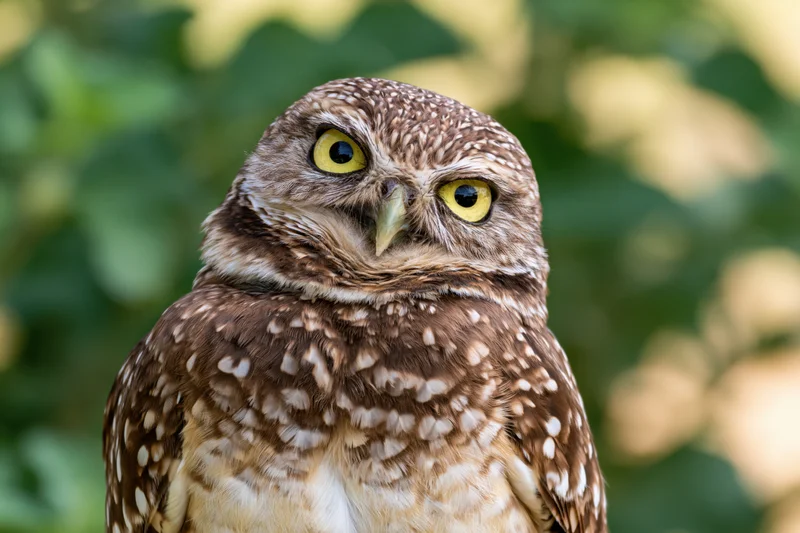 Burrowing owl tilting head sideways in natural foliage setting