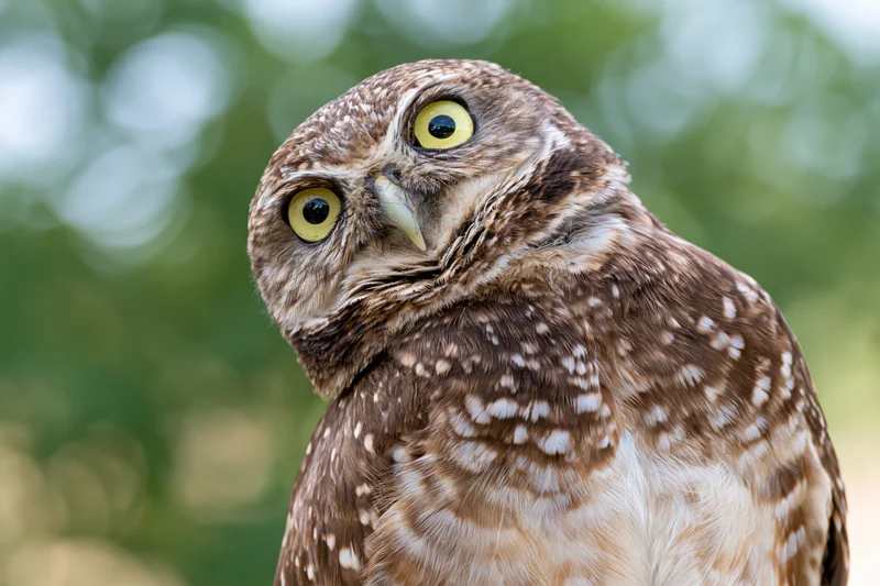 Burrowing owl tilting head sideways in natural outdoor setting
