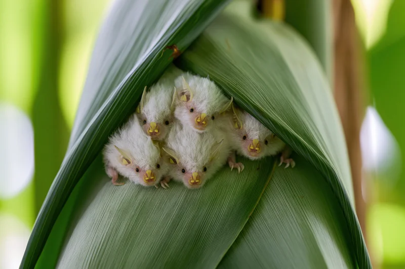 Honduran white bats roosting together on a banana leaf in a tropical forest