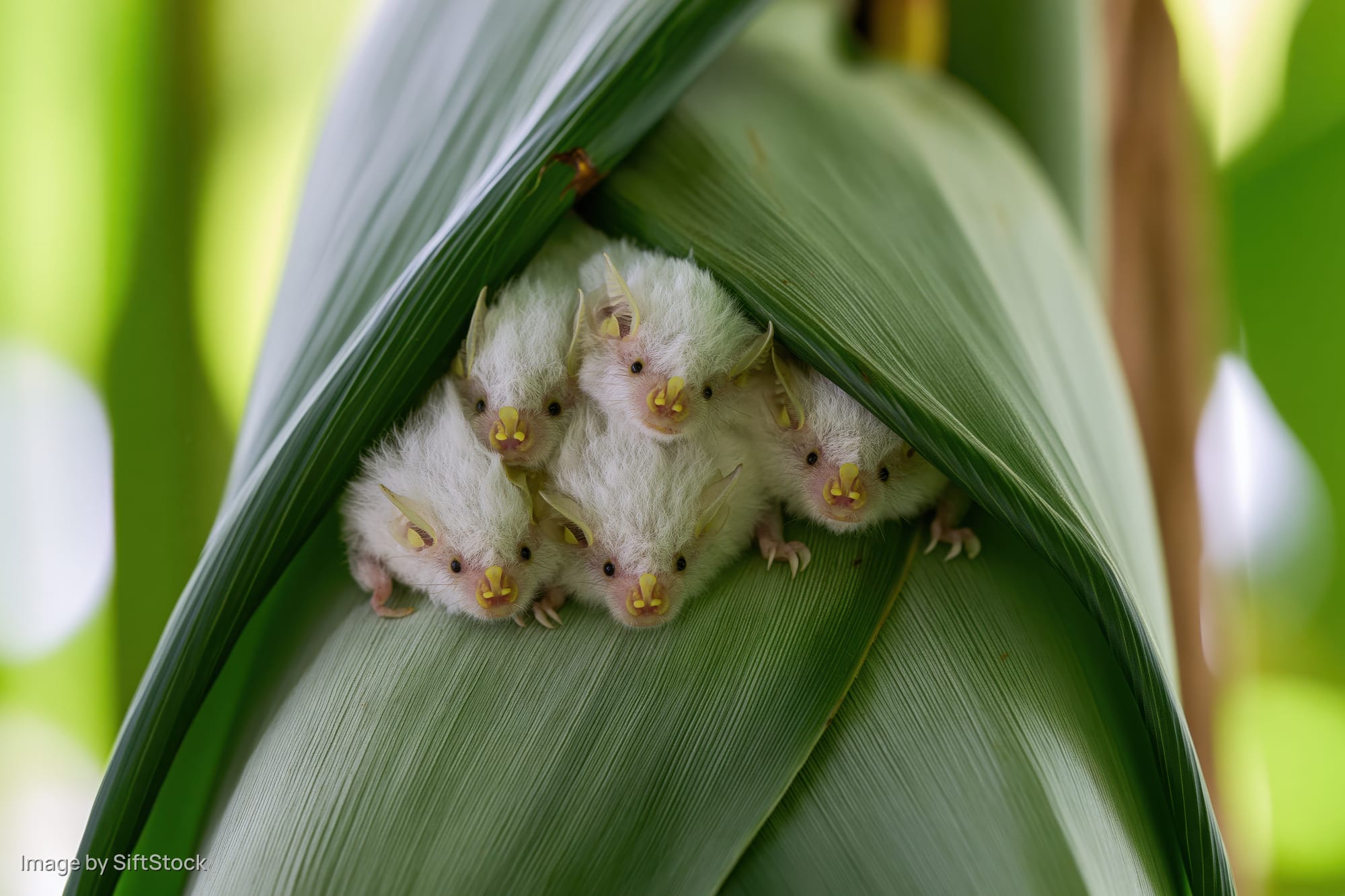 Honduran white bats roosting together on a banana leaf in a tropical forest