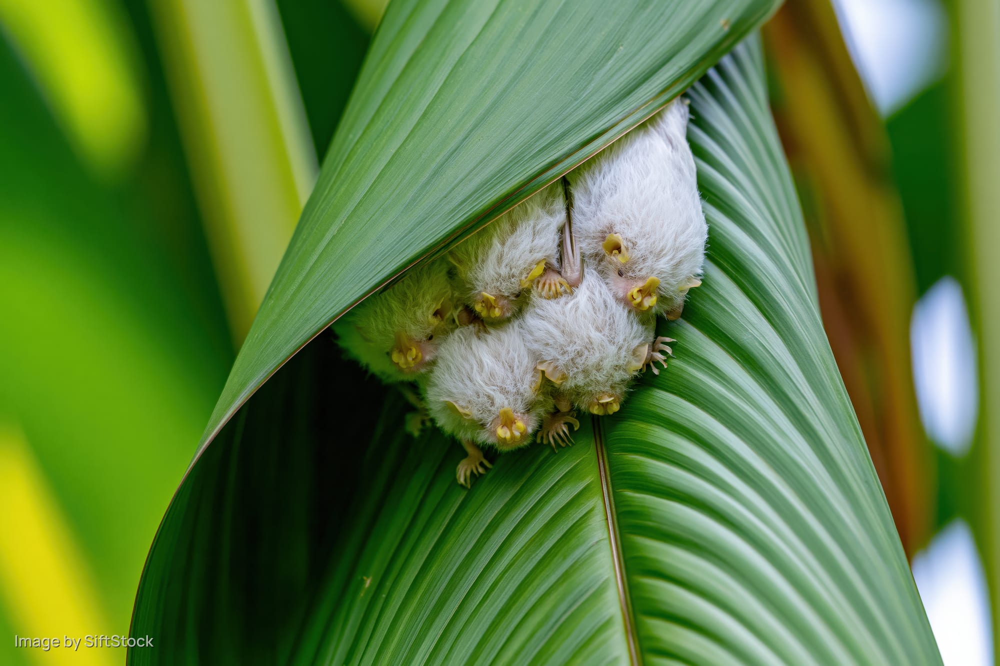 Cluster of honduran white bats roosting together on a large green leaf in tropical foliage