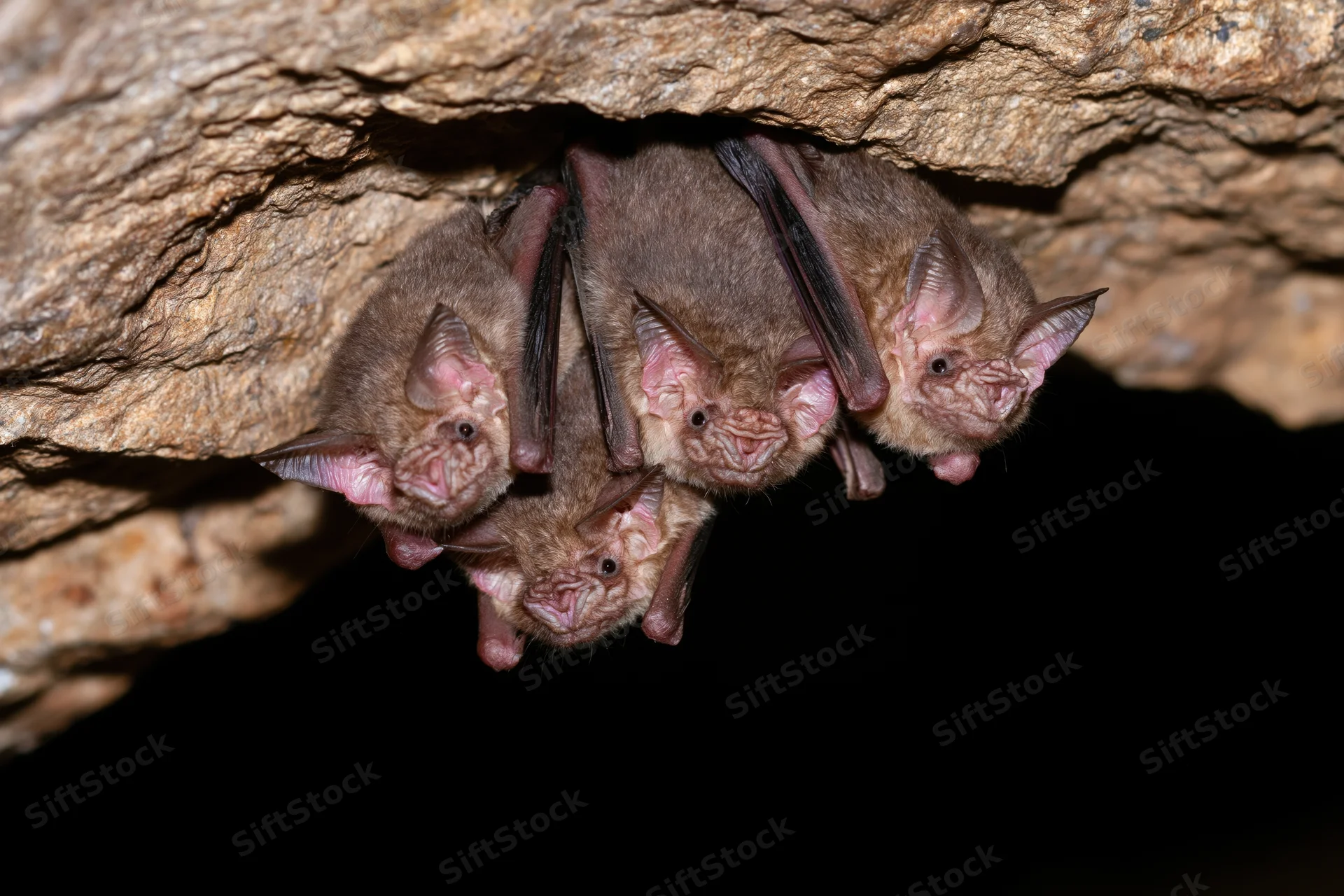Horseshoe bats roosting upside down from a rocky cave ceiling