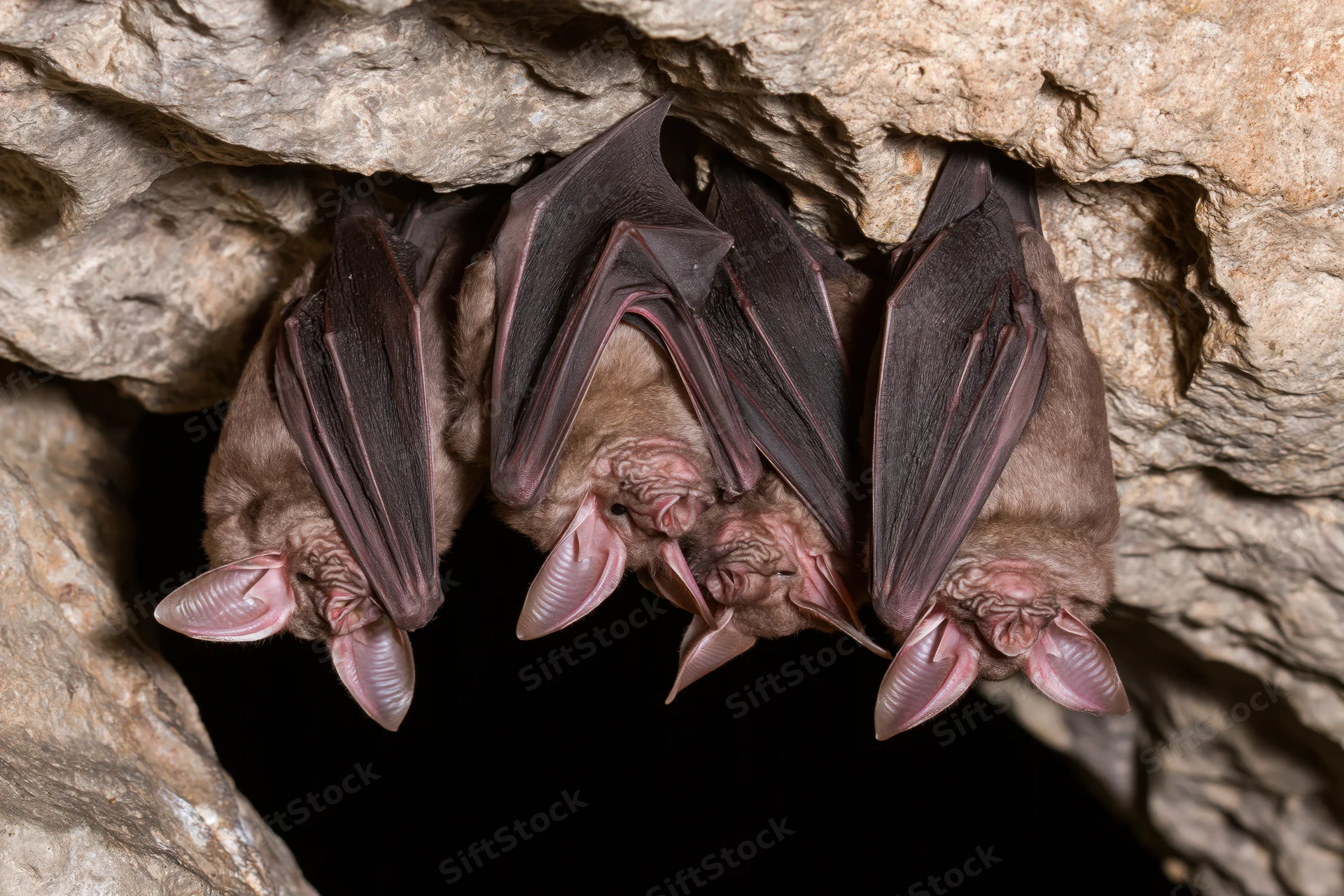 Horseshoe bats roosting upside down in a rocky cave crevice