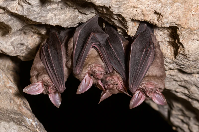 Horseshoe bats roosting upside down in a rocky cave crevice