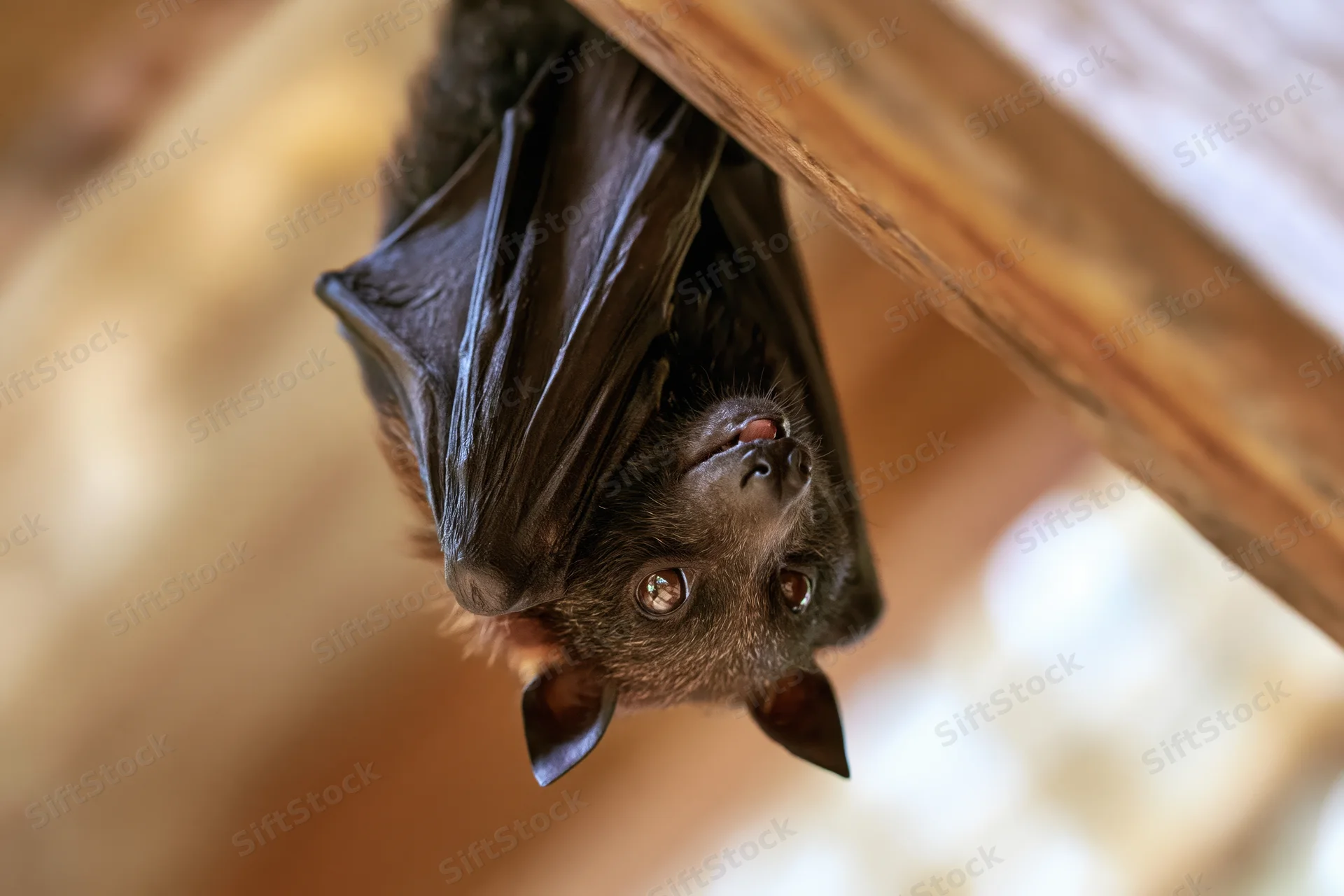Fruit bat hanging upside down from wooden beam in sheltered space