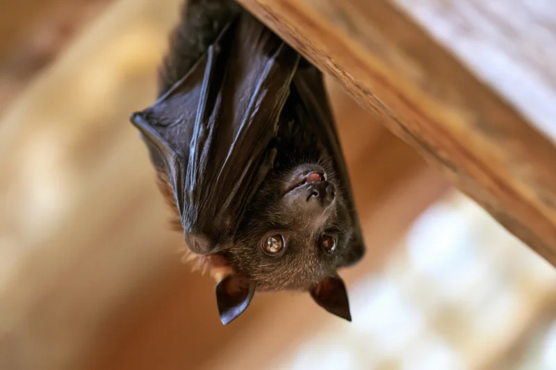 Fruit bat hanging upside down from wooden beam in sheltered space