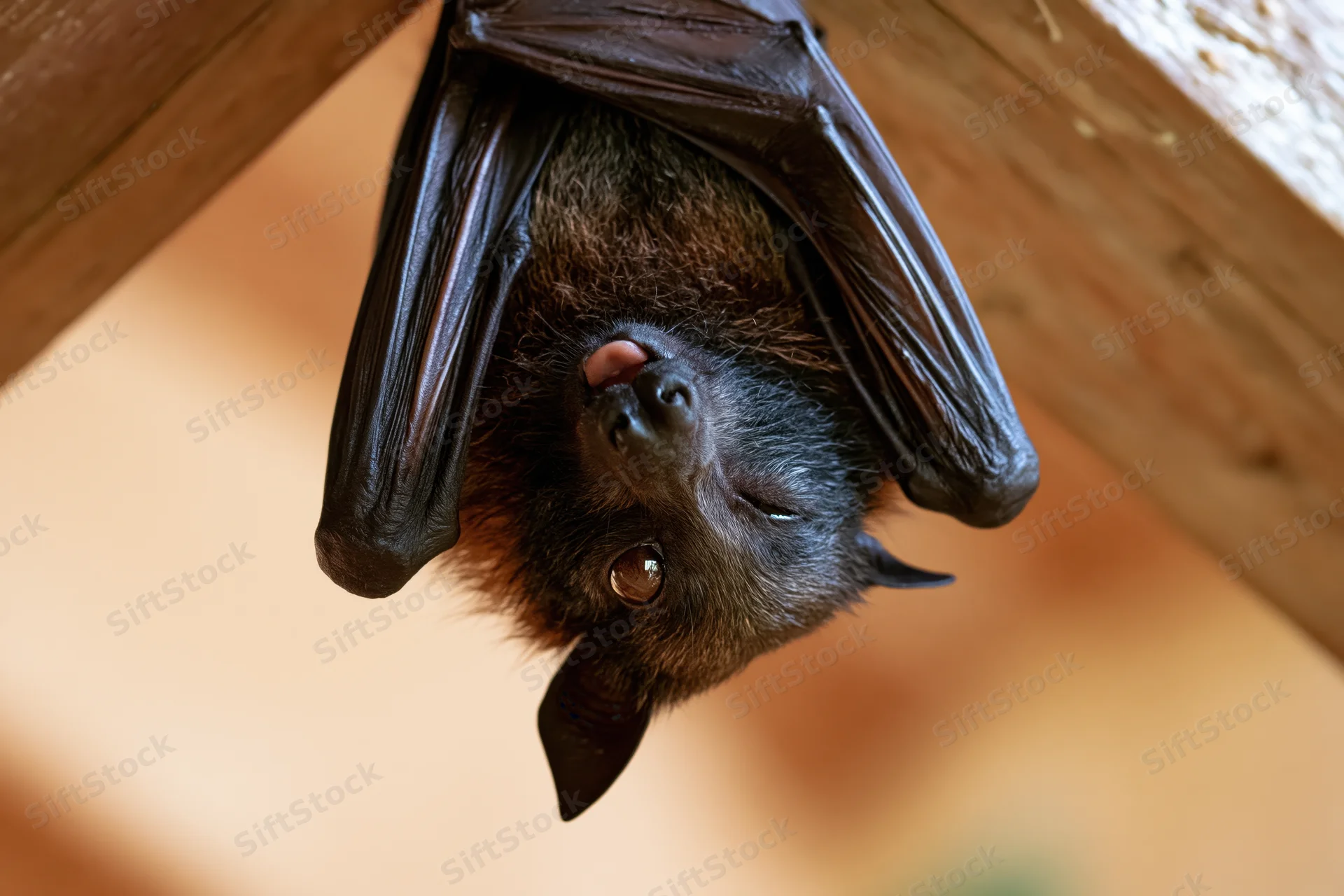 Fruit bat hanging upside down between wooden beams in a sheltered space