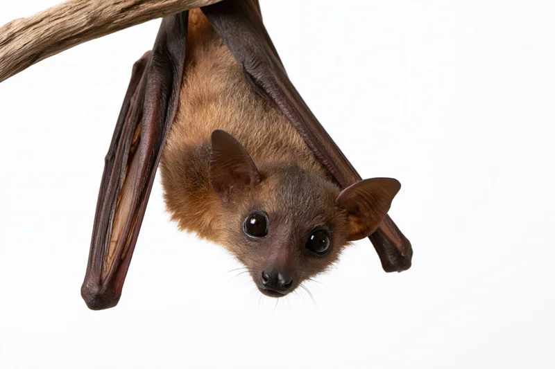 Fruit bat hanging upside down from a dry woody branch against white background