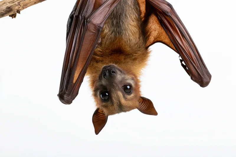 Fruit bat hanging upside down from a dry woody branch against white background
