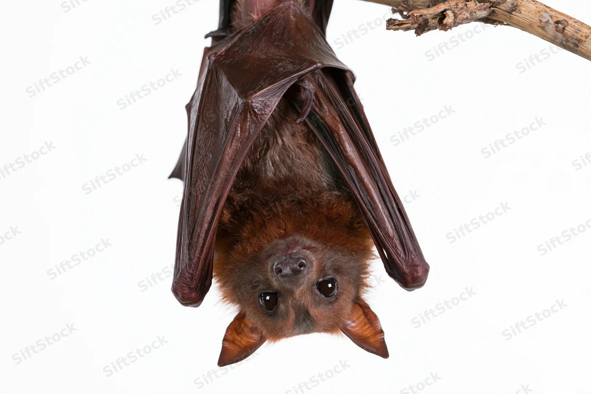 Fruit bat hanging upside down from a dry woody branch against white background