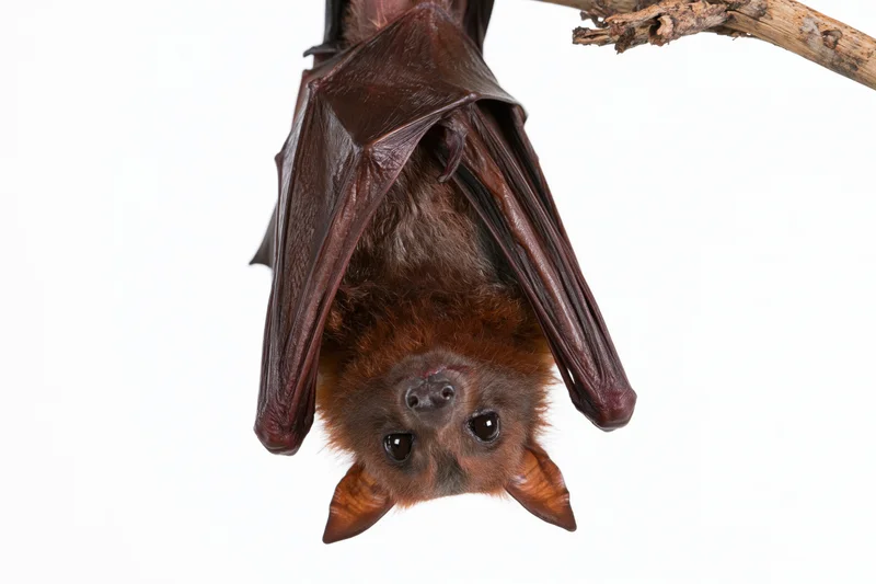 Fruit bat hanging upside down from a dry woody branch against white background