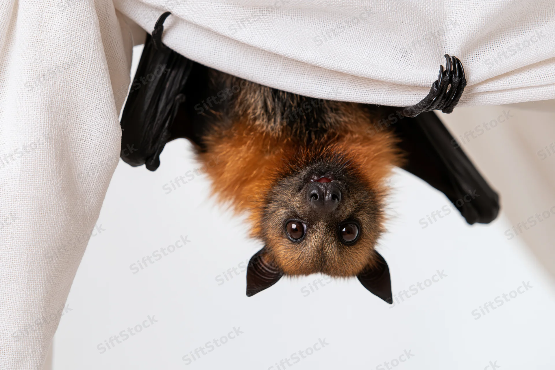 Fruit bat hanging upside down from white fabric curtain in studio setting