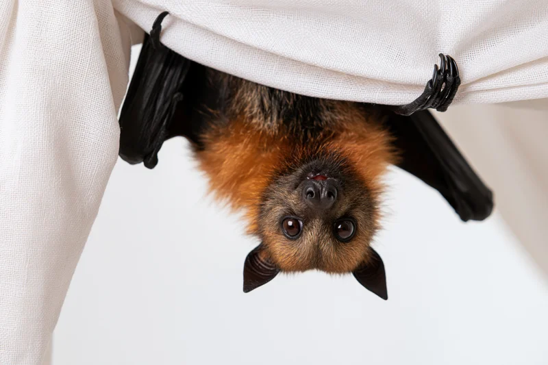 Fruit bat hanging upside down from white fabric curtain in studio setting