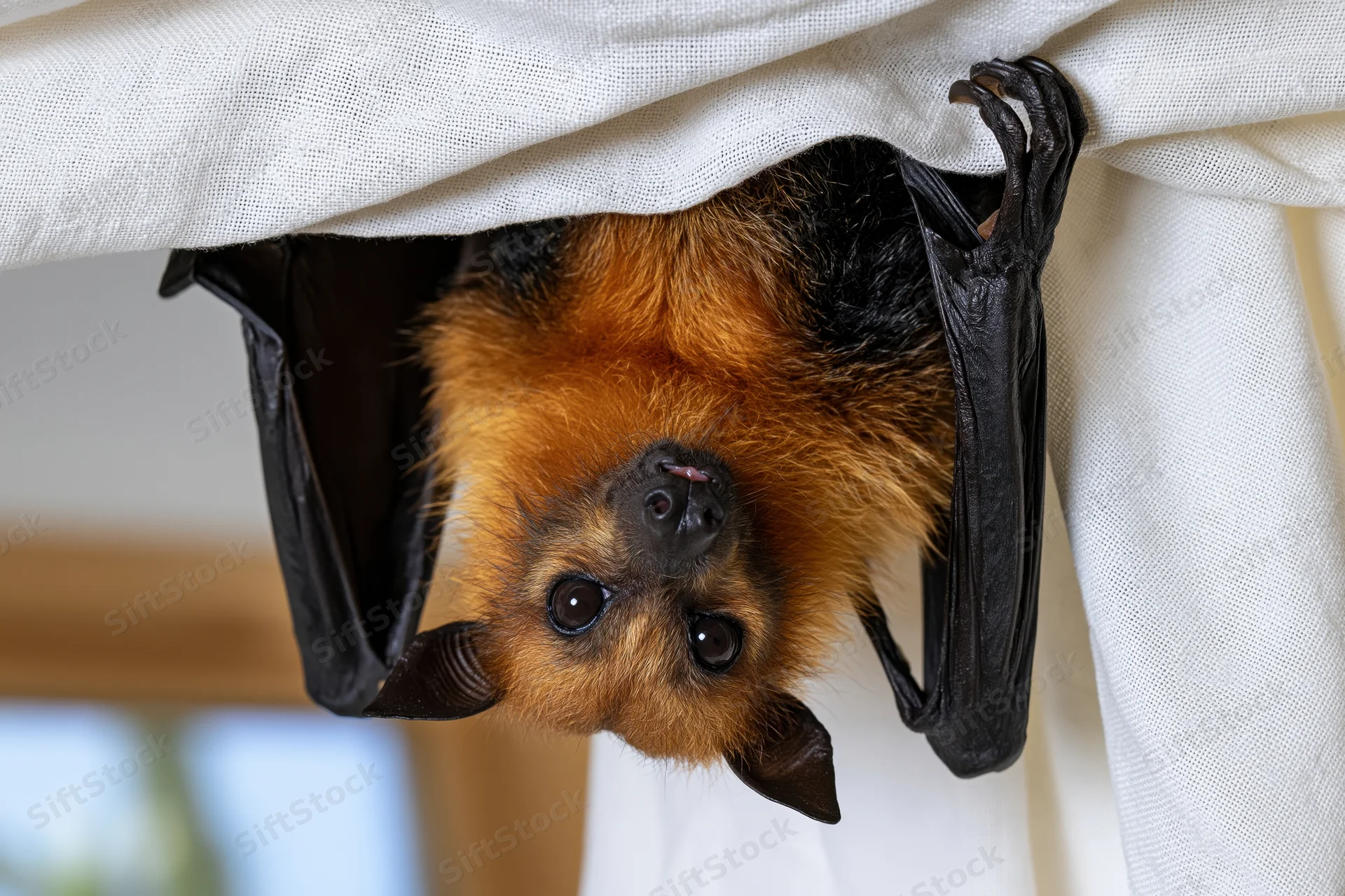 Fruit bat hanging upside down from white fabric curtain indoors