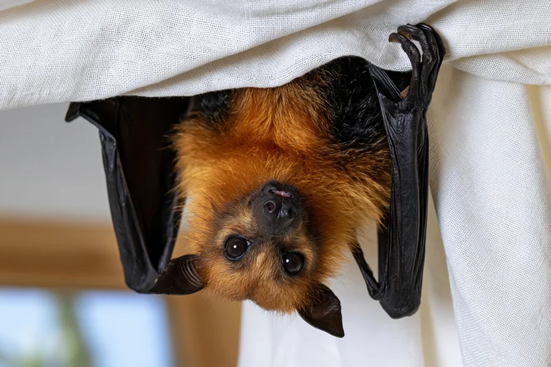 Fruit bat hanging upside down from white fabric curtain indoors