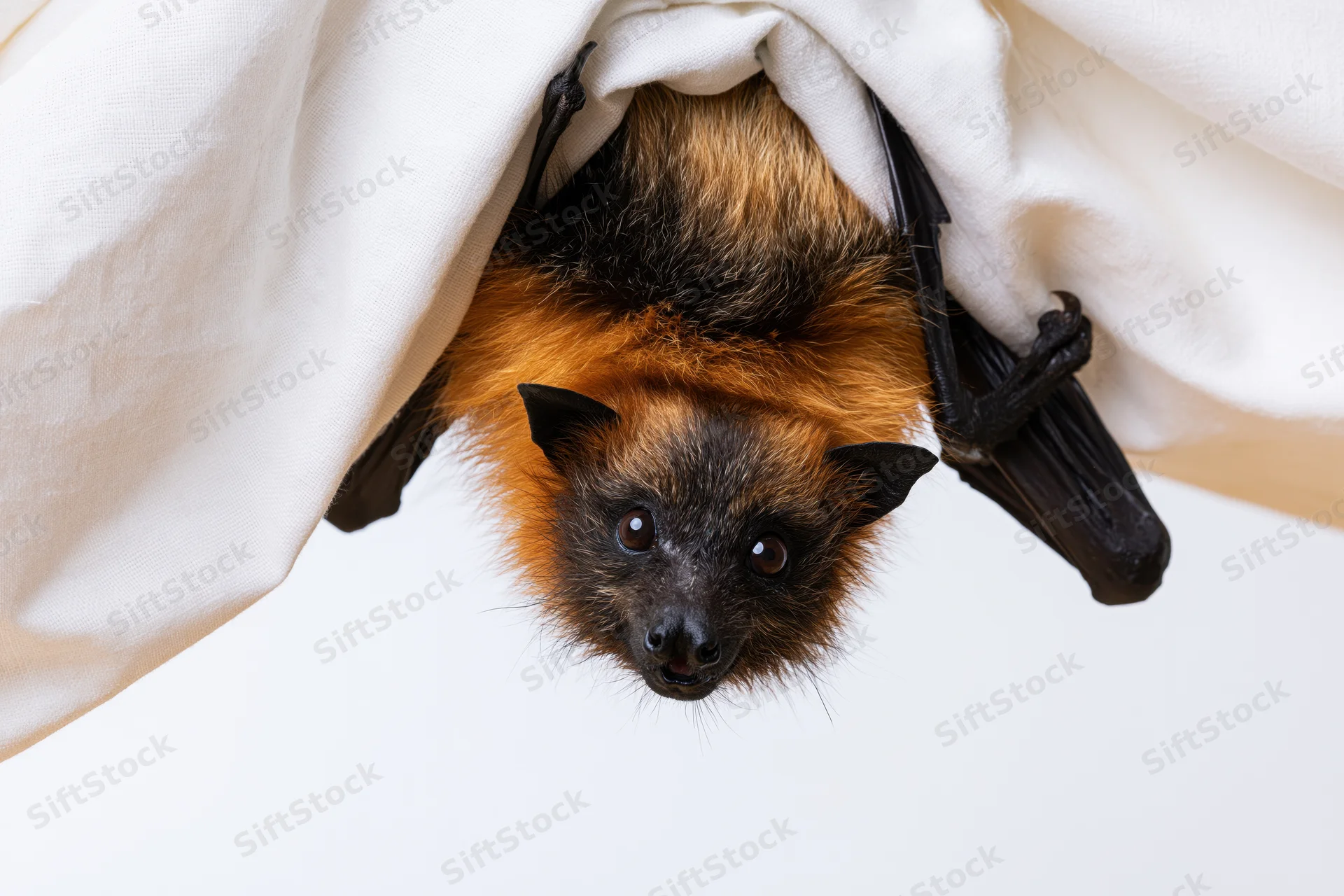 Small fruit bat hanging upside down from white fabric in studio setting