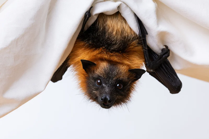 Small fruit bat hanging upside down from white fabric in studio setting