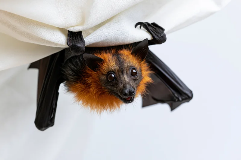 Small fruit bat hanging upside down from white fabric curtain in studio setting
