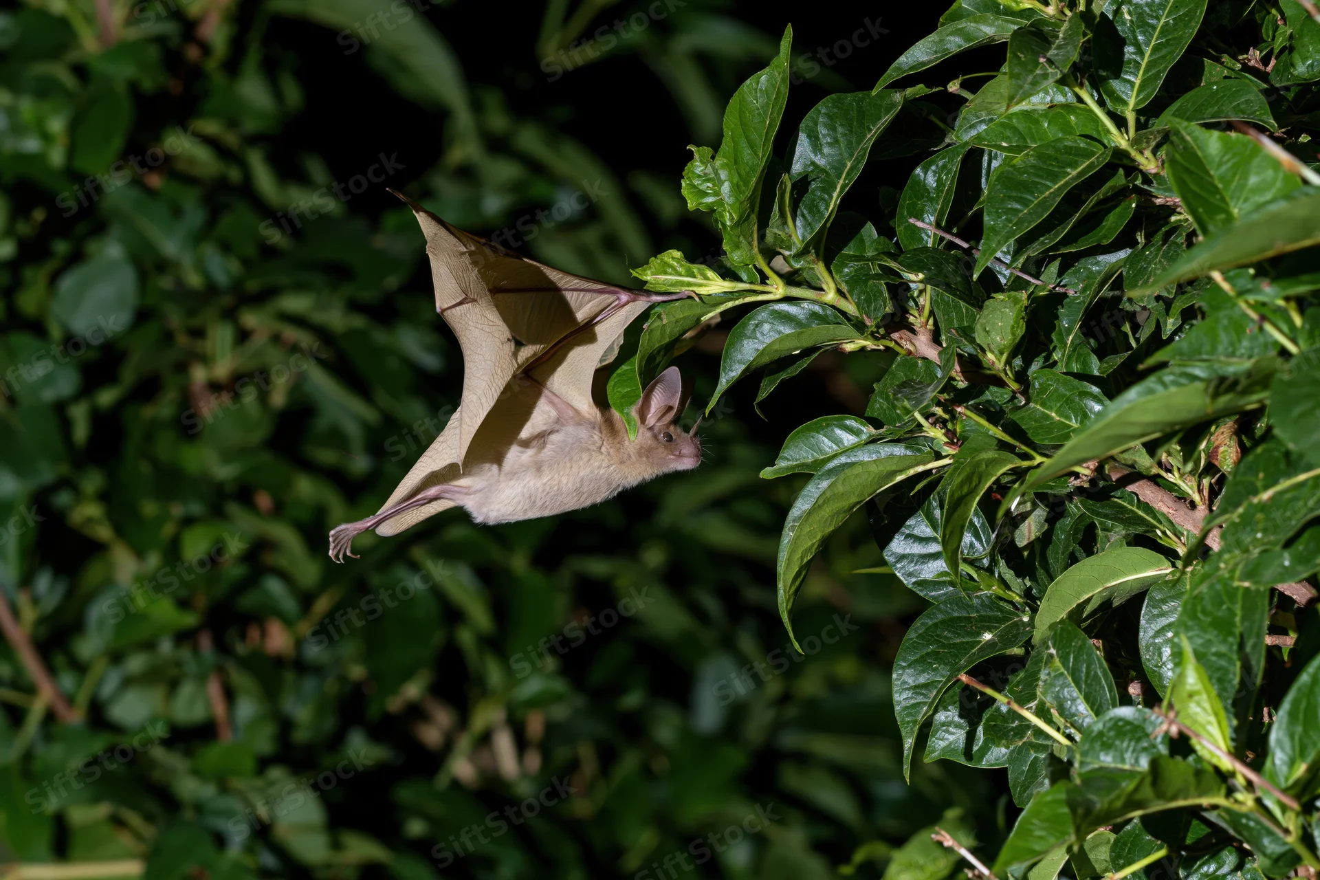 Small fruit bat in mid-flight gripping a leafy tropical branch at night
