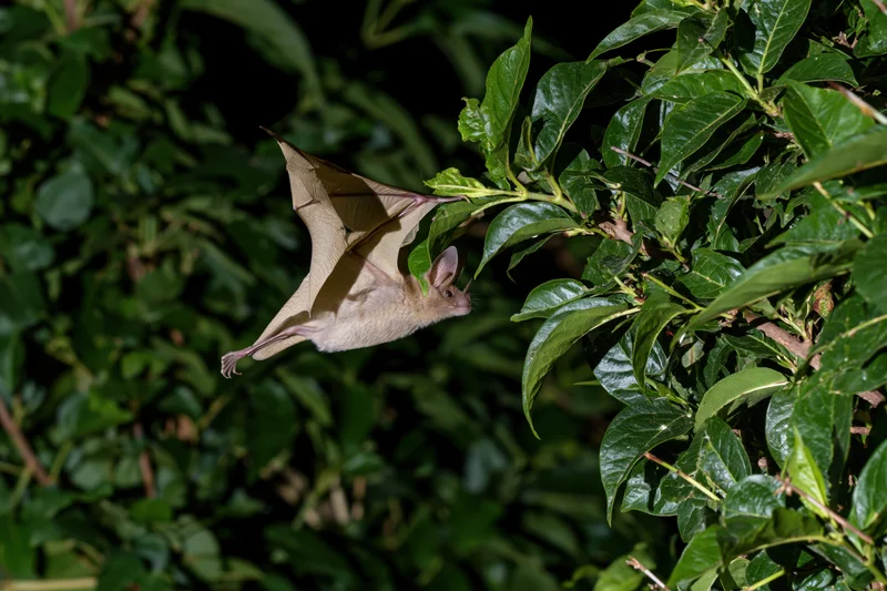 Small fruit bat in mid-flight gripping a leafy tropical branch at night