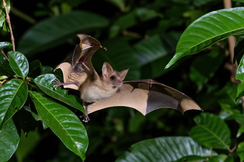 Small fruit bat in mid-flight gripping a leafy tropical branch