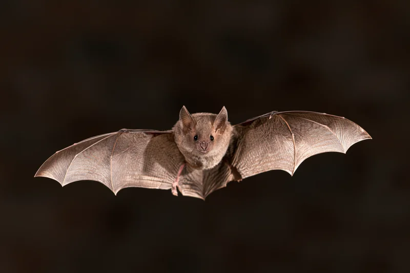 Small grey bat in mid-flight with wings fully extended against dark background