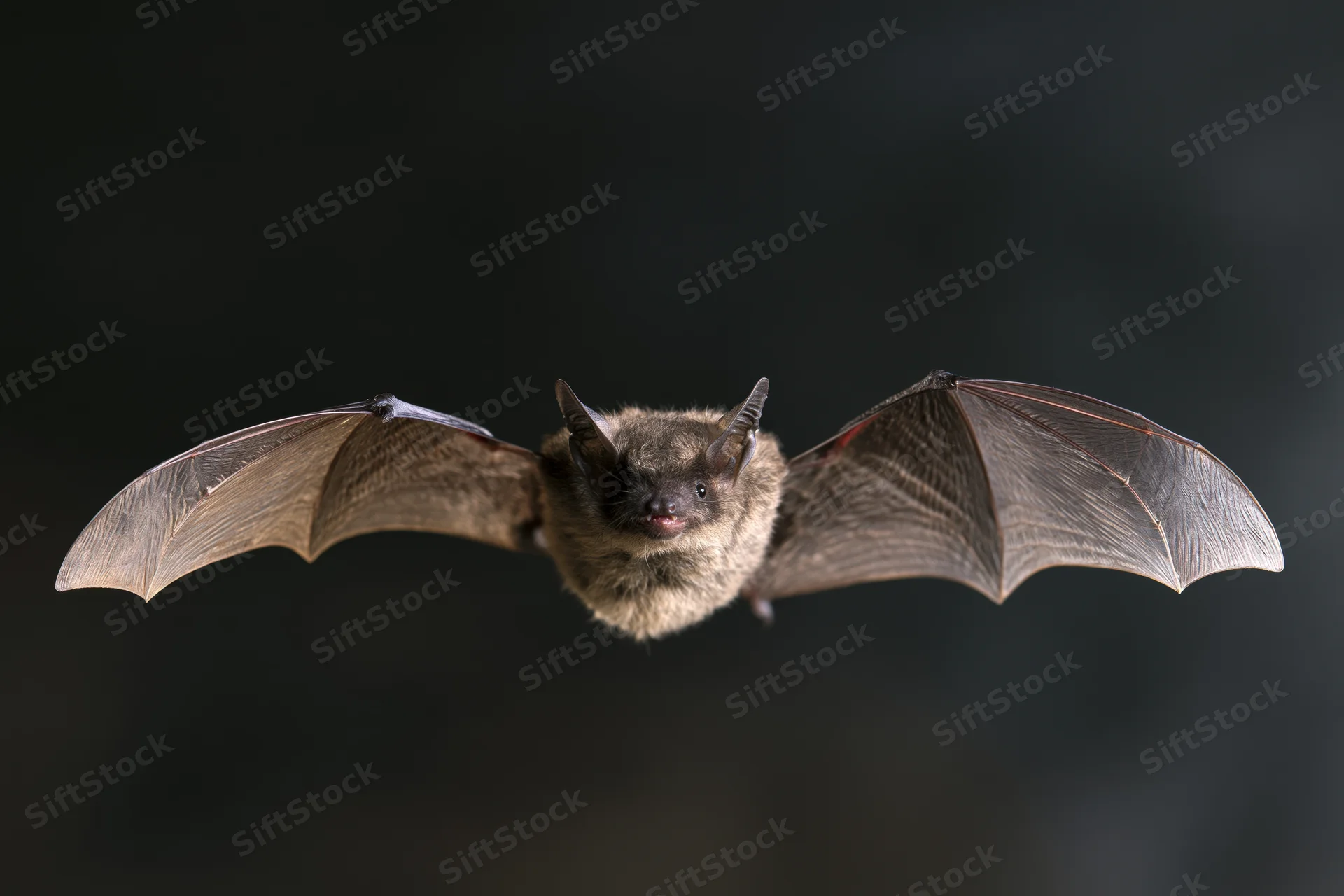 Small grey bat in mid-flight with wings fully extended against dark background