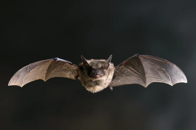 Small grey bat in mid-flight with wings fully extended against dark background