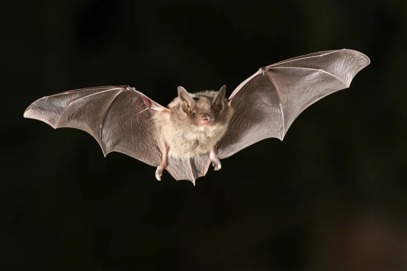 Small grey bat in mid-flight with wings fully extended against dark background