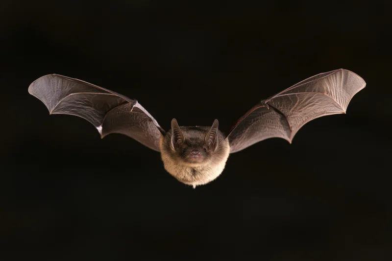 Small gray bat in mid-flight with wings fully extended against black background
