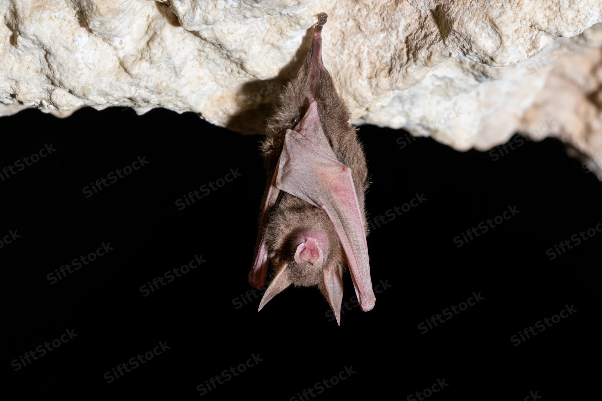 Horseshoe bat hanging upside down from limestone cave ceiling