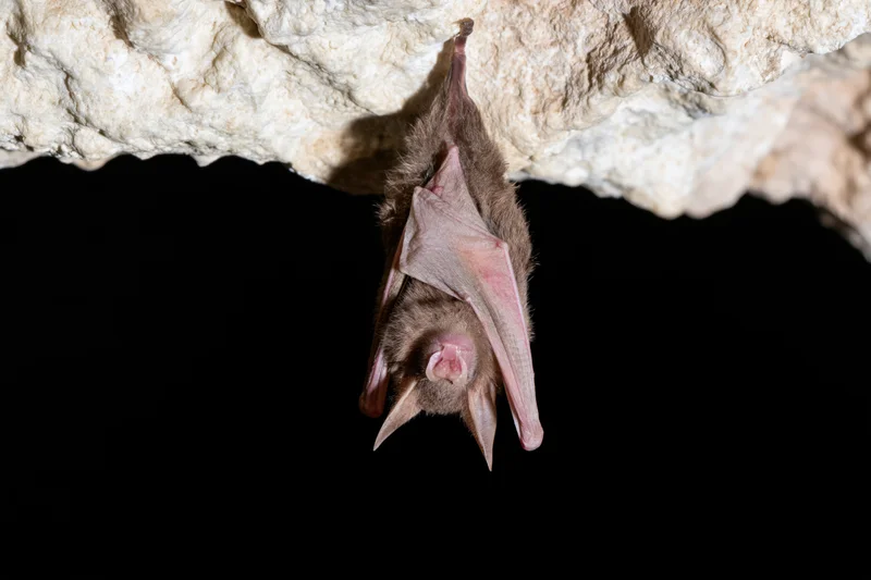 Horseshoe bat hanging upside down from limestone cave ceiling