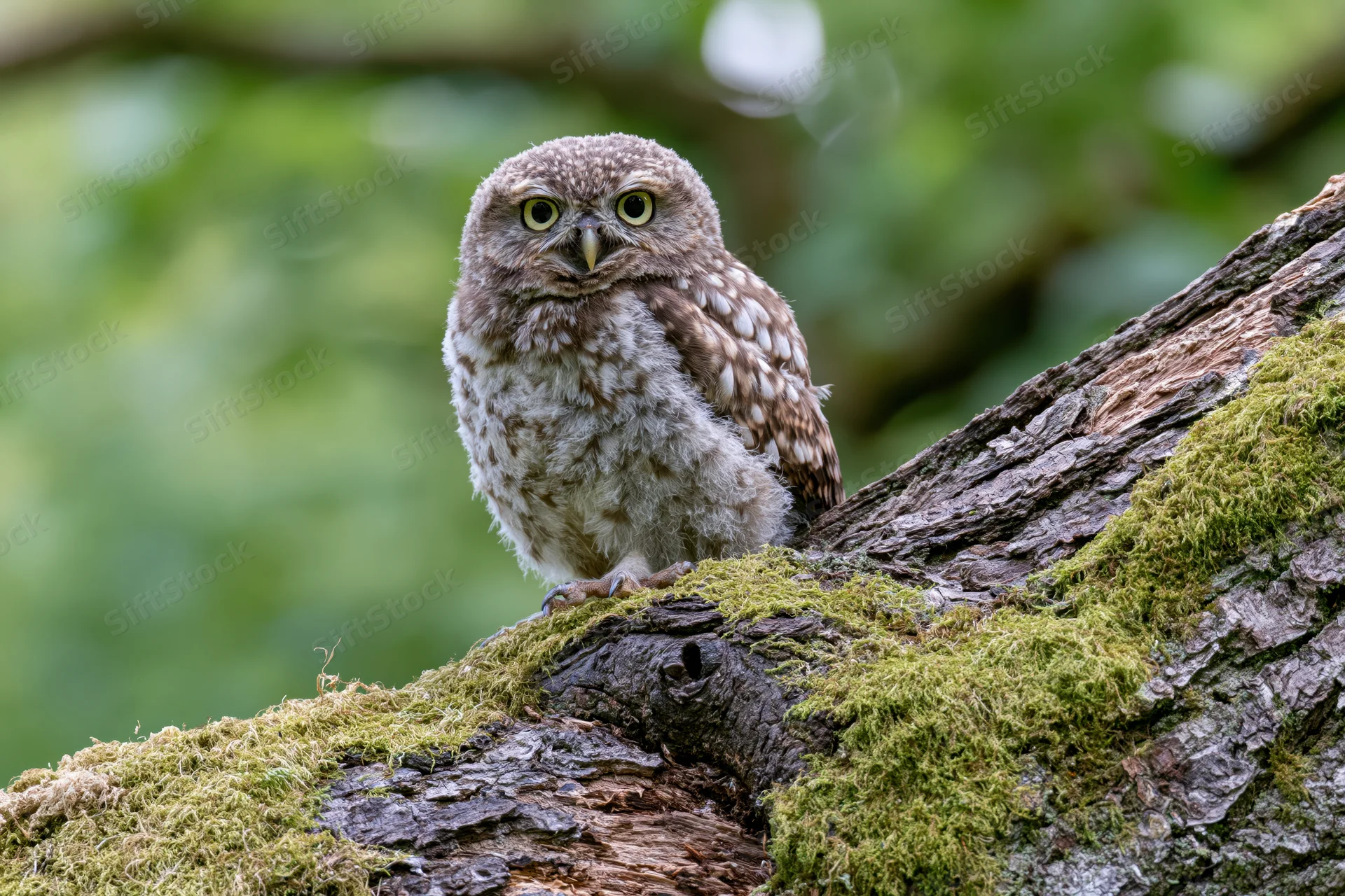 Juvenile owl perched upright on a moss-covered tree branch in a forest setting