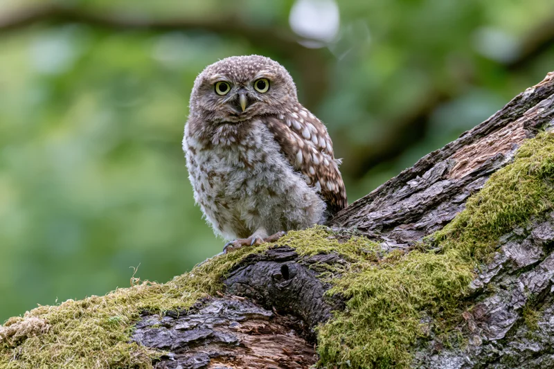 Juvenile owl perched upright on a moss-covered tree branch in a forest setting