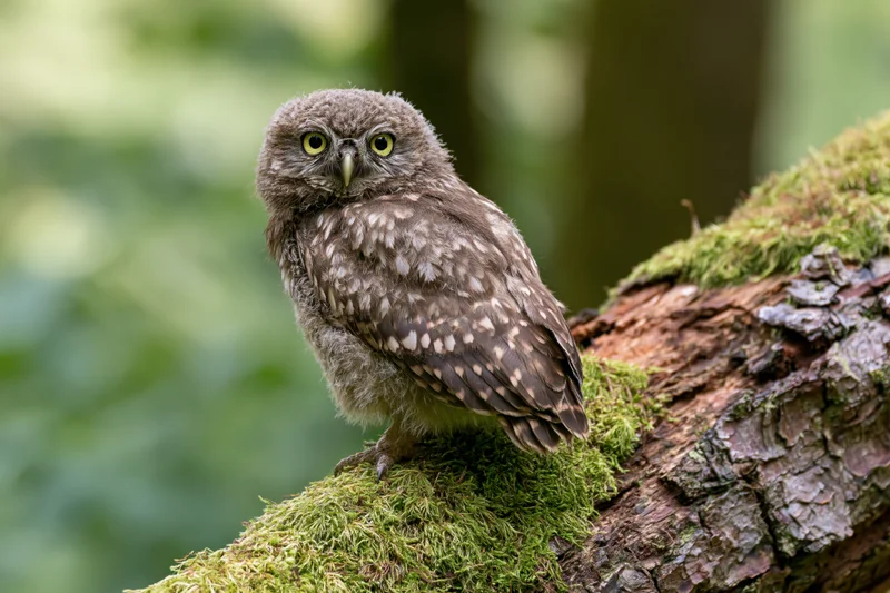 Juvenile owl perched on moss-covered tree branch in forest
