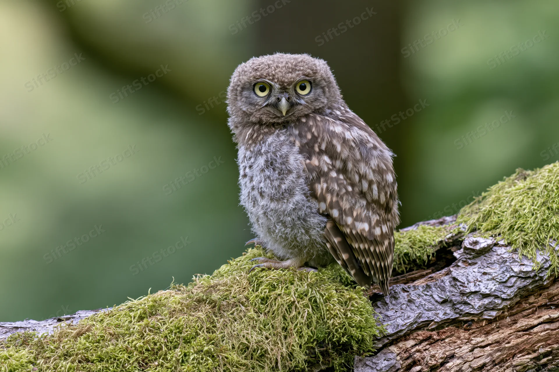 Juvenile owl perched upright on a moss-covered tree branch in a forest setting