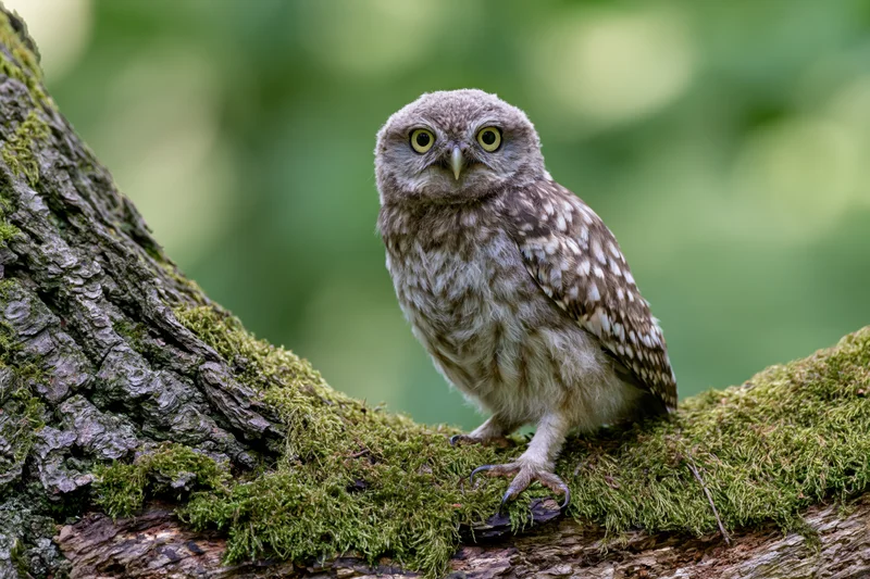 Juvenile owl perched upright on moss-covered tree branch in forest