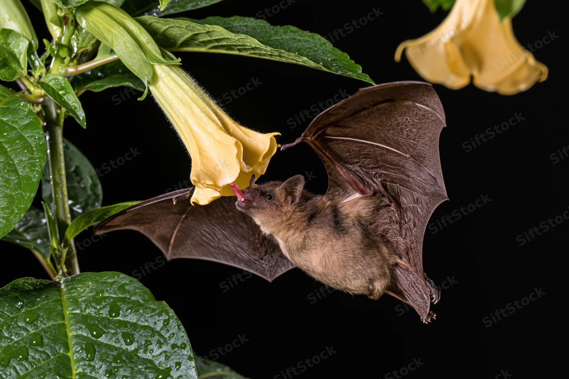 Small bat in mid-flight feeding from yellow trumpet flower against dark background