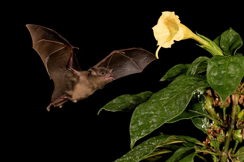 Small bat in mid-flight feeding from a yellow trumpet flower against black background