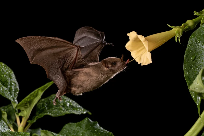 Small bat in mid-flight feeding from yellow trumpet flower among green leaves against black background