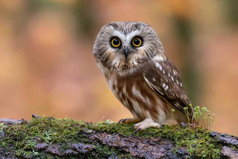 Small saw-whet owl perched on moss-covered log in forest setting