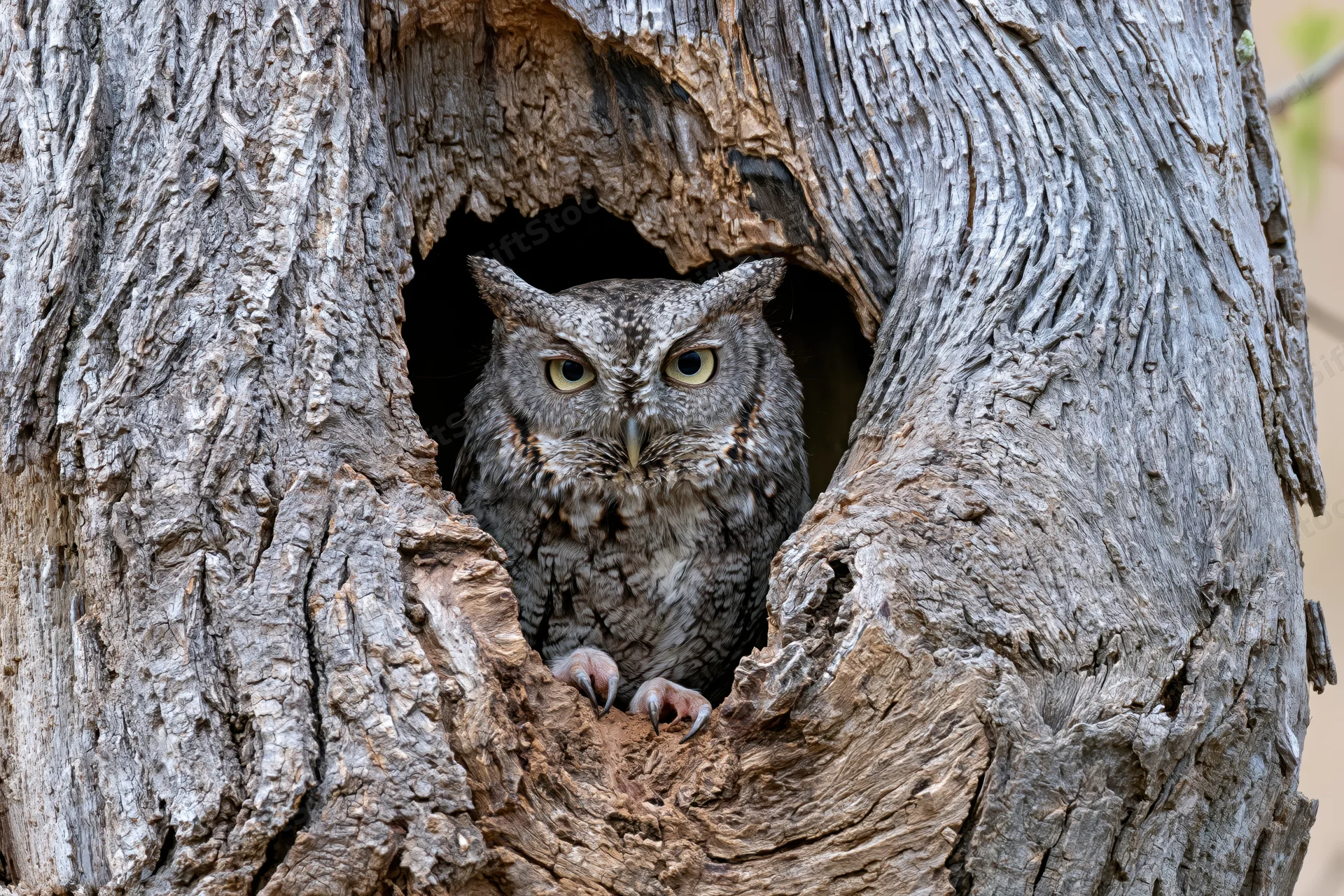 Screech owl peering from hollow tree trunk cavity