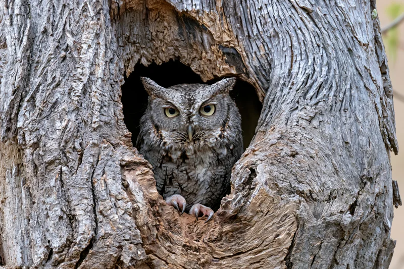 Screech owl peering from hollow tree trunk cavity
