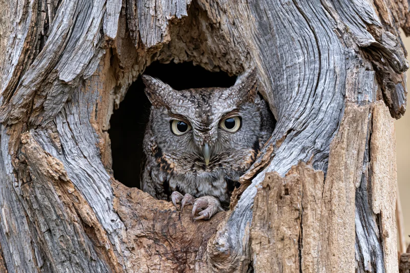 Screech owl peering from hollow tree trunk