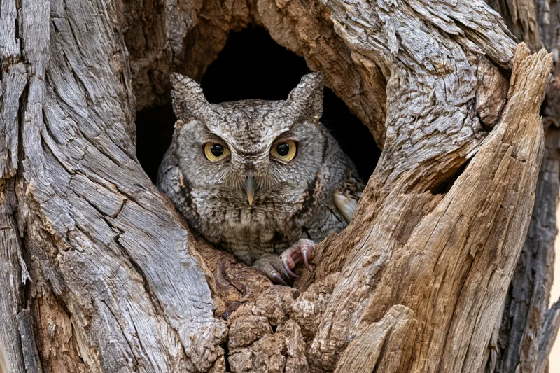 Screech owl peering from hollow tree trunk in forest habitat