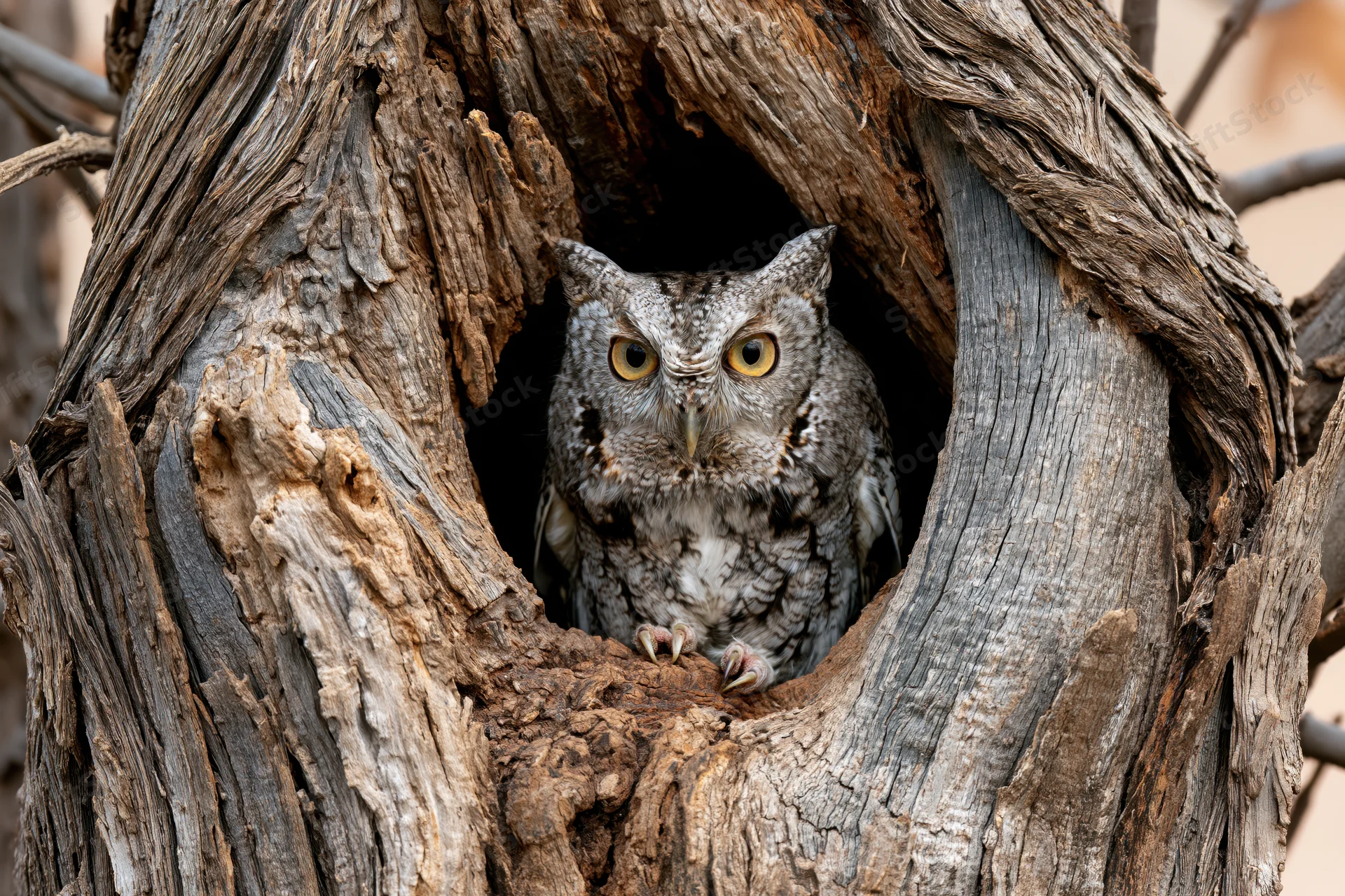 Screech owl peering from hollow in weathered tree trunk