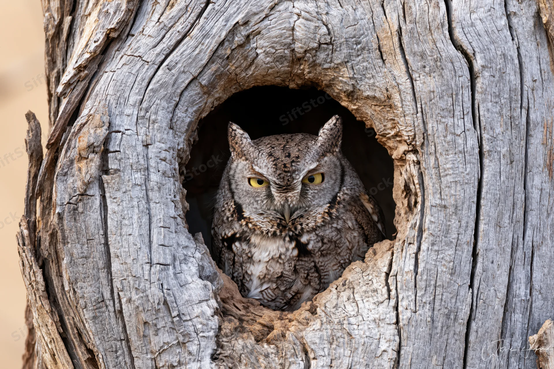 Screech owl perched inside hollow tree cavity looking out